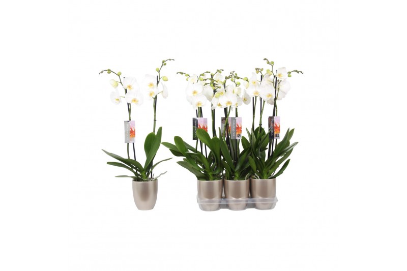 Phalaenopsis anthura madrid 2 tak - 18+ bloemen champagne keramiek Phalaenopsis anthura madrid 2 tak - 18+ bloemen champagne keramiek