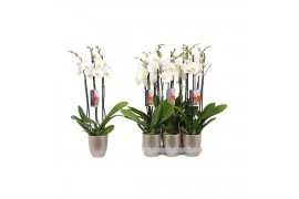Phalaenopsis anthura madrid 3 tak - 22+ bloemen champagne keramiek