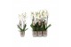 Phalaenopsis anthura madrid 4 tak - 25+ bloemen champagne keramiek 