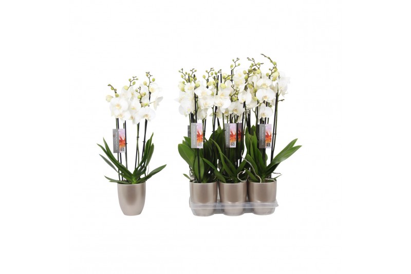 Phalaenopsis anthura madrid 4 tak - 25+ bloemen champagne keramiek Phalaenopsis anthura madrid 4 tak - 25+ bloemen champagne keramiek