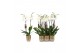 Phalaenopsis anthura madrid 2 tak - 18+ bloemen goud keramiek 