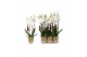 Phalaenopsis anthura madrid 4 tak - 25+ bloemen goud keramiek 