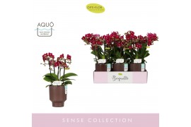 Phalaenopsis multiflora rood Boquetto Temptation 3-5 tak in Brown Emil