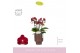 Phalaenopsis multiflora rood Boquetto Temptation 3-5 tak in Brown Emil 