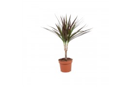 Dracaena marg. magenta 1pp - Enkele stam