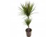 Dracaena marg. bicolor 30-10 