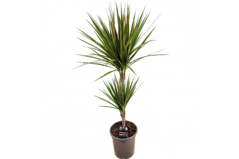 Dracaena marg. bicolor 30-10 