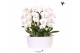 Phalaenopsis elegant cascade Kolibri Orchids Phalaenopsis Mono Bouquet 