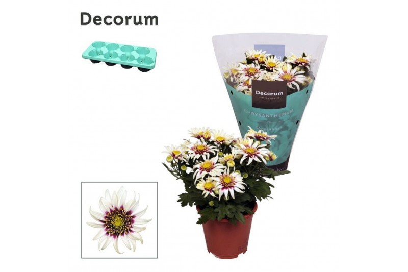 Chrysanthemum ind. artistic pablo Chrysanne® Anemona White/Purple Deco Chrysanthemum ind. artistic pablo Chrysanne® Anemona White/Purple Deco