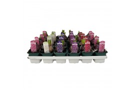 Hyacinthus orientalis mix 1pp - 5 kleuren