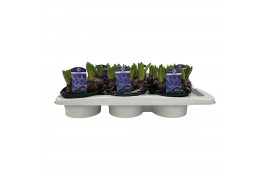 Hyacinthus aqua 5pp - Schaal