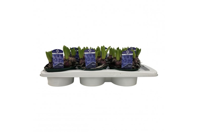 Hyacinthus aqua 5pp - Schaal 