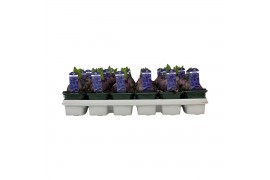 Hyacinthus aqua 1pp
