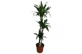 Dracaena fragr. janet craig 3pp - 90-60-30