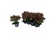 Skimmia japonica rubella 13+ Bloem 
