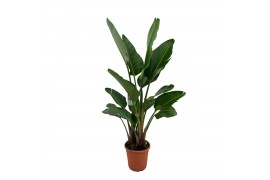 Strelitzia nicolai augusta