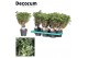 Polyscias Polyscias Hawaiiana Ming Gold Bonsai (Decorum) 