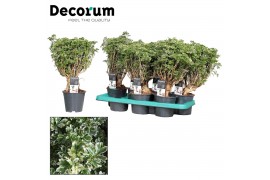 Polyscias Polyscias Hawaiiana Ming Gold Bonsai (Decorum)