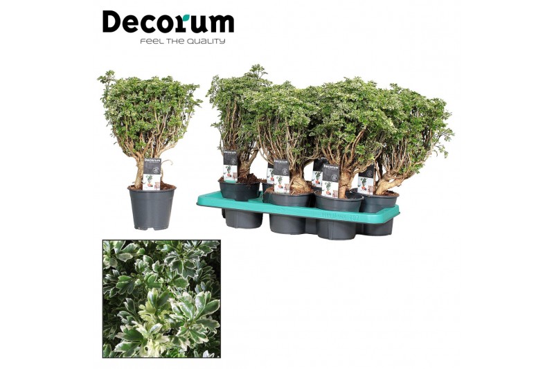 Polyscias Polyscias Hawaiiana Ming Gold Bonsai (Decorum) Polyscias Polyscias Hawaiiana Ming Gold Bonsai (Decorum)