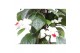 Clerodendrom thomsoniae 
