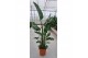 Strelitzia nicolai augusta 
