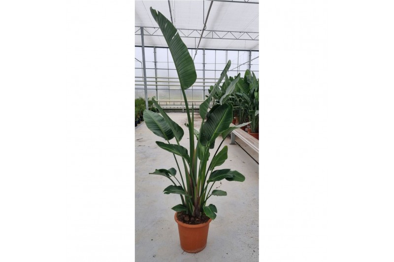 Strelitzia nicolai augusta 