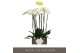 Phalaenopsis wit Bijoux Diamond - 3 tak, 24+ bloem 