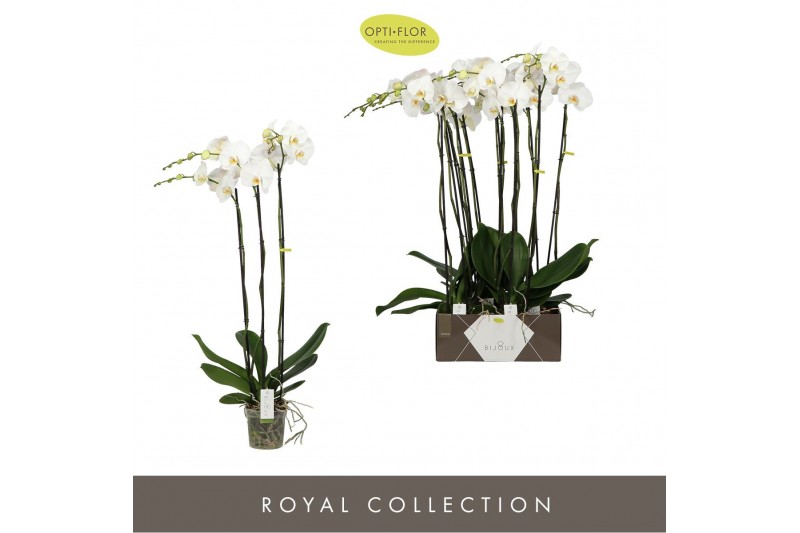 Phalaenopsis wit Bijoux Diamond - 3 tak, 24+ bloem 
