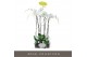 Phalaenopsis wit Bijoux Diamond - 3 tak, 24+ bloem 