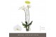 Phalaenopsis wit Bijoux Diamond - 3 tak, 24+ bloem 