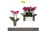 Phalaenopsis multiflora paars Exclusivo - Asian Violin - 3 tak