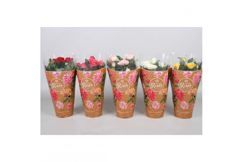 Rosa favourite mix kar Rosa Favourite Roses diversen per laag/kar Rosa favourite mix kar Rosa Favourite Roses diversen per laag/kar