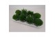 Vaste planten mix 