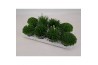 Vaste planten mix
