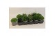 Vaste planten mix 