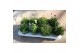 Vaste planten mix 