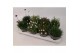 Vaste planten mix 