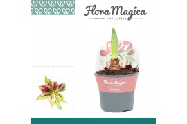 Hippeastrum Amaryllis Papilio 2 Knop in Potkraag2 tak/plnt