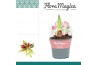 Hippeastrum Amaryllis Papilio 2 Knop in Potkraag2 tak/plnt