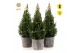 Picea glauca december P19 in Wood + Starlight + Star on Loop 