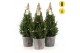 Picea glauca december P19 in Wood + Starlight + Star on Loop 