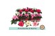 Euphorbia pul. princettia mix Rode pot 