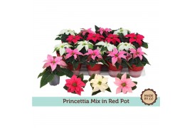 Euphorbia pul. princettia mix Rode pot