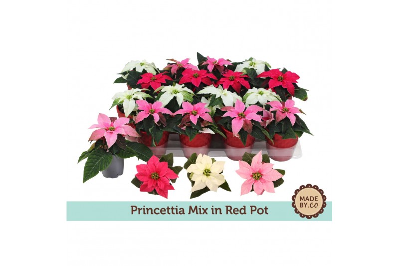 Euphorbia pul. princettia mix Rode pot Euphorbia pul. princettia mix Rode pot