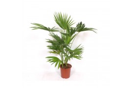 Livistonia australis chinensis