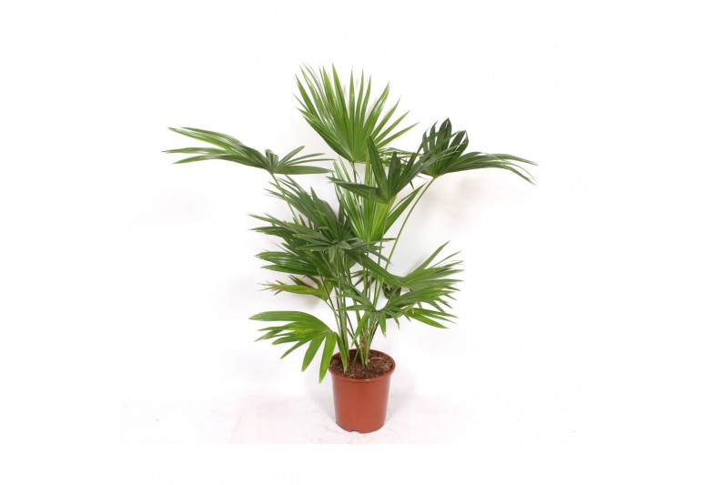 Livistonia australis chinensis 