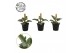 Kalanchoe beharensis 