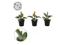 Kalanchoe beharensis