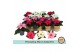 Euphorbia pul. princettia mix Gouden Pot 