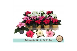 Euphorbia pul. princettia mix Gouden Pot